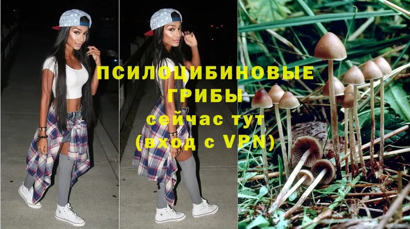 Галлюциногенные грибы Psilocybe  Карпинск 